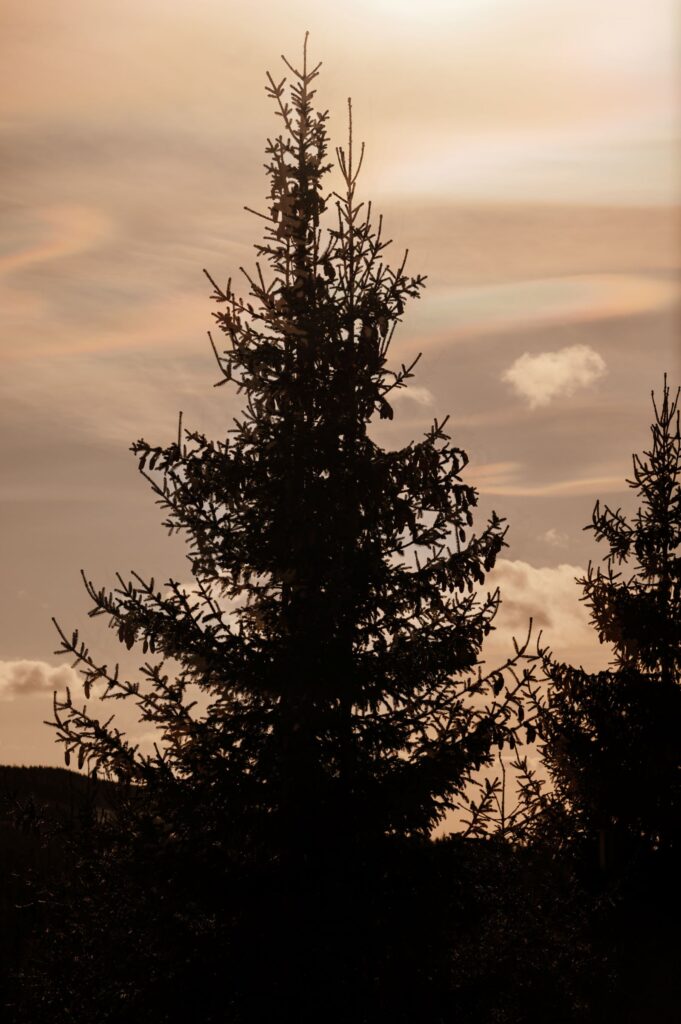 Naturbilde av skog på Furu of Norway